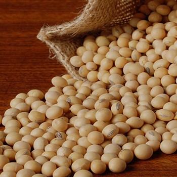 Organic NON -GMO Soybeans